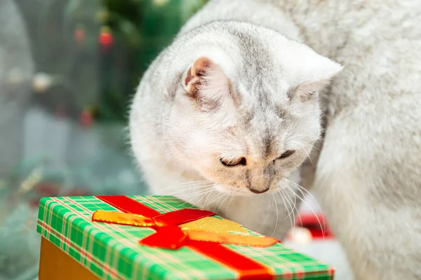 Curious British White Cat Sniffs Gift Box Christmas New Year — Stock Photo, Image