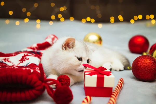 White British Kitten Playing Blanket Christmas Accessories Lollipop Socks Gifts — Stock Photo, Image