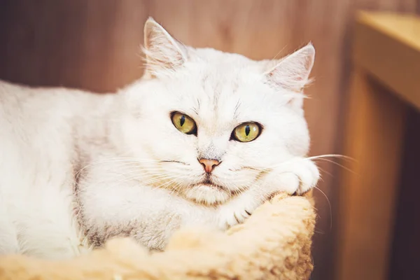 Hermoso Gato Británico Plata Encuentra Sofá Mira Cámara — Foto de Stock