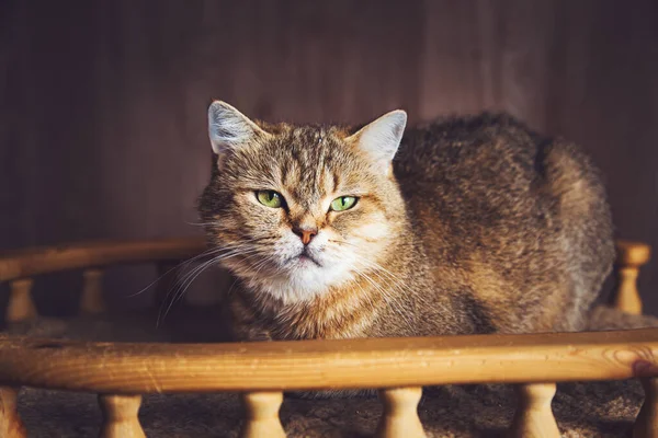 Linda Gata Britânica Fica Sofá Olha Para Câmera — Fotografia de Stock