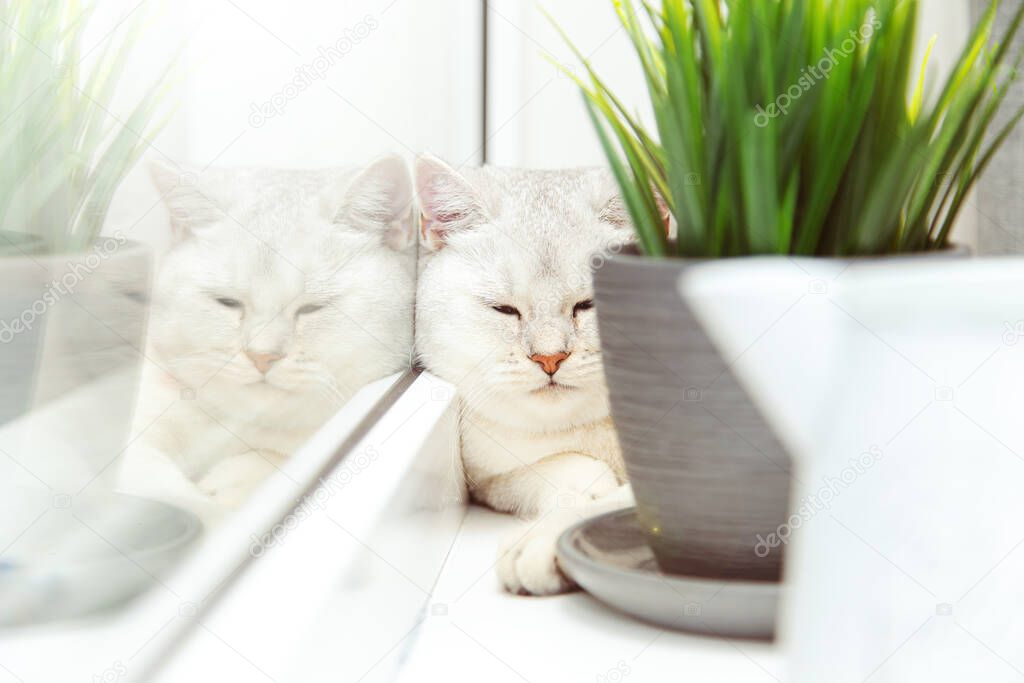 British shorthaired silver cat lies on the windowsill. It is hiding behind a flower pot. 