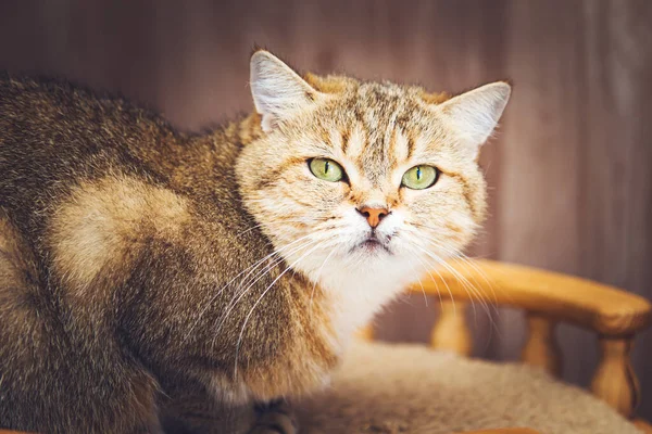 Hermoso Gato Británico Encuentra Sofá Mira Cámara —  Fotos de Stock