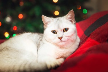 İngiliz gümüş kedisi kırmızı bir battaniyenin üzerinde yatıyor. Noel ağacı, ev içi, şenlikli atmosfer.. 