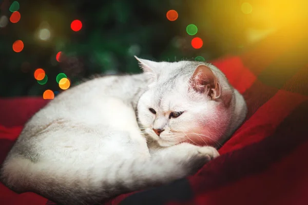 British Silver Cat Lies Red Blanket Christmas Tree Home Interior — Stock Photo, Image