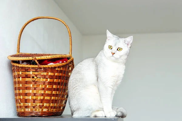 Silver British Shorthair Cat Basket Light Background Copy Space — 图库照片