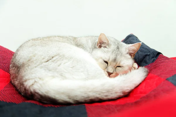 British Cat Sleeps Red Blanket Rest Animal — Stockfoto