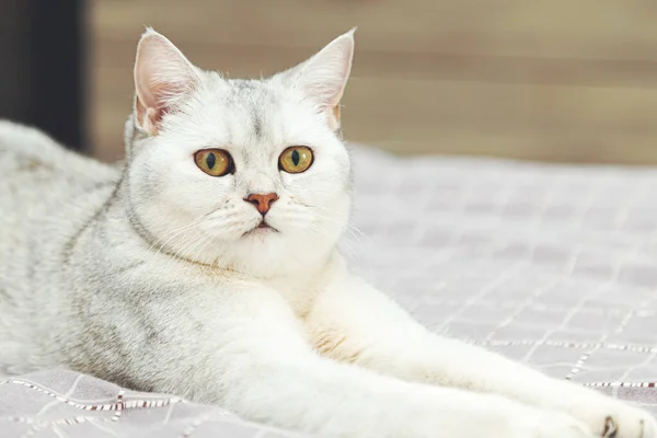 Brit Ezüst Macska Elképesztően Fekszik Ágyon Háziállat Otthon — Stock Fotó