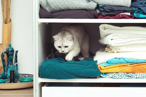 英国の銀猫がクローゼットに隠れています 珍しい避難所 猫の習慣 — ストック写真