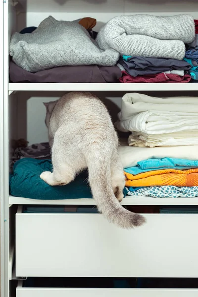British silver cat is hiding in a closet. Unusual shelter, cat habits.