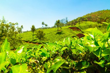 Çay tarlasının manzarası. Munnar, Kerala, Hindistan