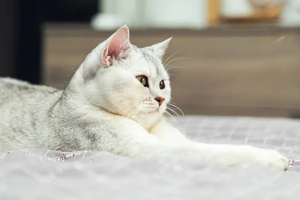 Gato Prata Britânico Imposingly Encontra Cama Pet Casa Interior — Fotografia de Stock