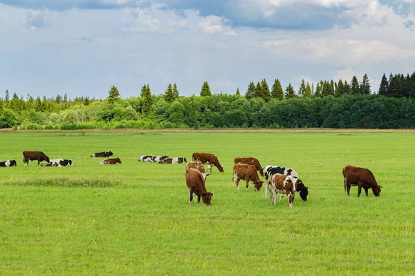 Herd Cows Graze Meadow Country Landscape Agriculture Animal Husbandry Cattle — Stock Photo, Image