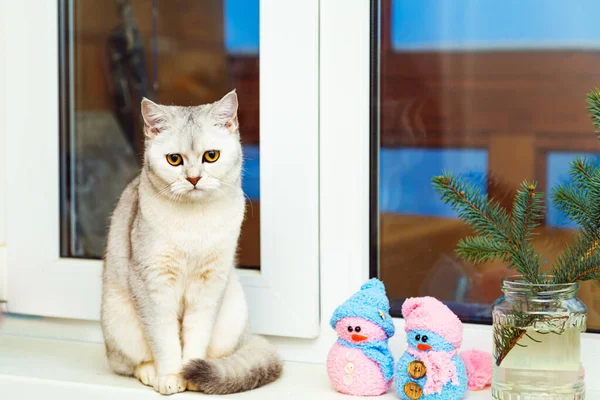 Britse Steno Zilveren Kat Zit Vensterbank Twilight Kerstdecor — Stockfoto