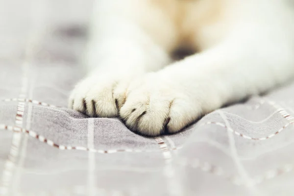 Cat paws close up. The cat lies on the bed at home.  Selective focus