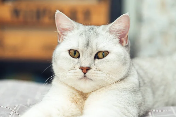 Gato Prata Britânico Imposingly Encontra Cama Pet Casa Interior — Fotografia de Stock