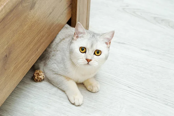イギリスのショートヘアのシルバーの猫がベッドの下から這い出てきます ペットライフ — ストック写真