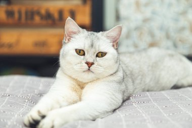 İngiliz gümüşi kedisi yatağın üzerinde yatıyor. Evcil hayvan iç mekanda. 