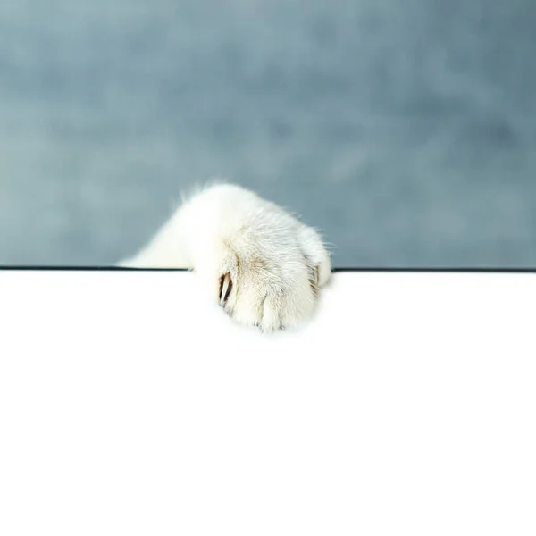 파란색 배경에 고양이의 흰색에 고립되어 — 스톡 사진