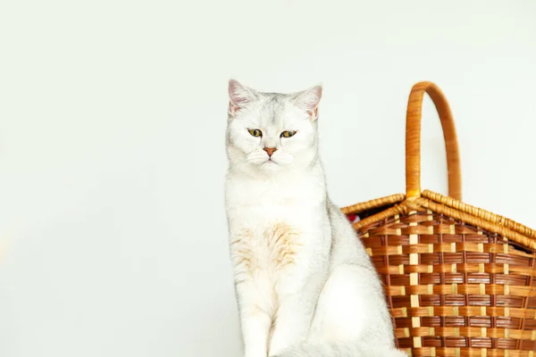 Срібний Британський Короткохвостий Кіт Кошиком Світловий Фон Копія Простору — стокове фото