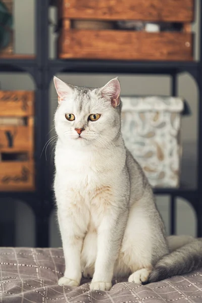 Gato Prateado Britânico Senta Cama Pet Casa Interior — Fotografia de Stock