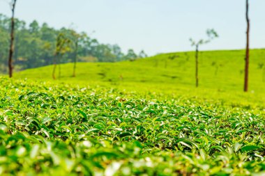 Çay tarlasının manzarası. Munnar, Kerala, Hindistan