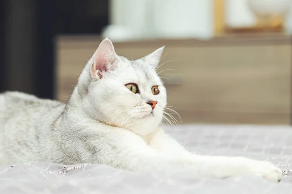 Ngiliz Gümüşi Kedisi Yatağın Üzerinde Yatıyor Evcil Hayvan Mekanda — Stok fotoğraf