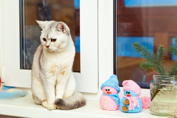 Britse Steno Zilveren Kat Zit Vensterbank Twilight Kerstdecor — Stockfoto