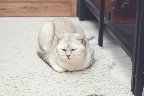 Британская Коротенькая Серебряная Кошка Лежит Полу Животные — стоковое фото
