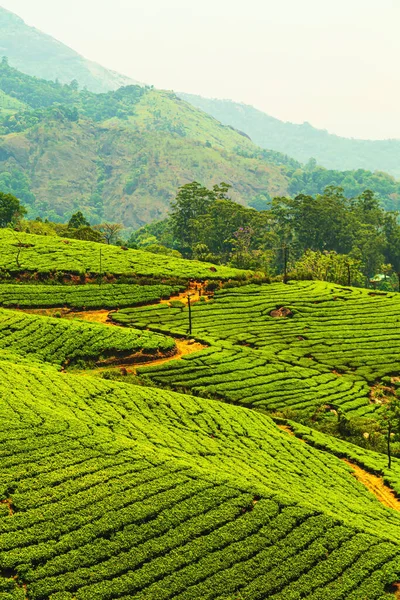 Άποψη Τοπίου Μιας Φυτείας Τσαγιού Munnar Kerala Ινδία — Φωτογραφία Αρχείου