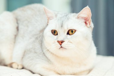Kedi yatağın üzerinde yatıyor. İngiliz gümüşi kedisi bir evin içinde.