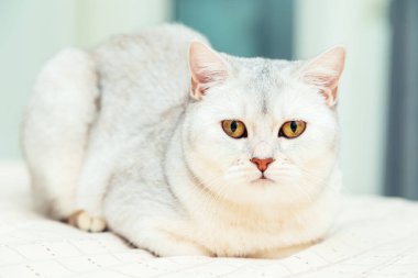 Kedi yatağın üzerinde yatıyor. İngiliz gümüşi kedisi bir evin içinde.