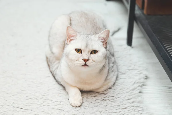 英国の短髪の銀猫が床に横たわっています ペットライフ — ストック写真