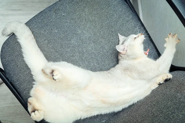 Britânico Gato Prata Shorthair Dorme Costas Uma Cadeira Trabalho Momentos — Fotografia de Stock