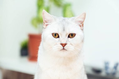 Kedi yatağın üzerinde yatıyor. İngiliz gümüşi kedisi bir evin içinde. 