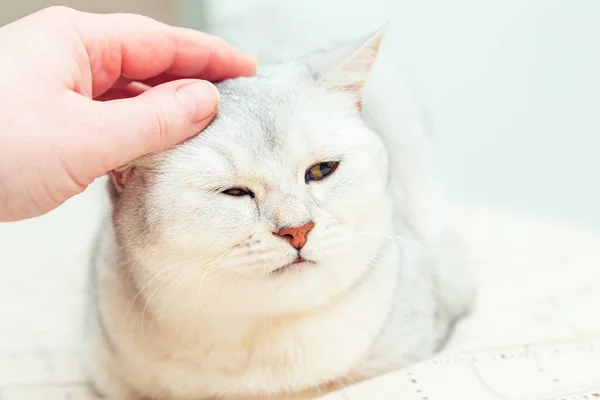 Mão Mulher Acaricia Gato Britânico Prateado Que Dorme Cama Momentos — Fotografia de Stock