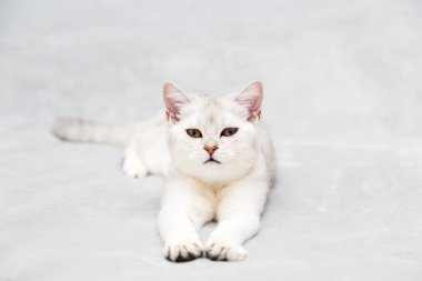 Kedi evdeki yatakta yatıyor. İngiliz gümüşi kedisi. 