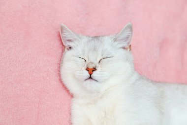 Şirin İngiliz çinçilya kedisinin yakın çekimi. Yavru kedi sıcak pembe bir battaniyeye sarılı uyuyor.. 