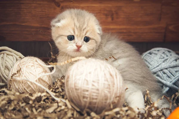 Brits Stenografisch Katje Spelend Met Draadballen Een Houten Doos Rustieke Stockfoto