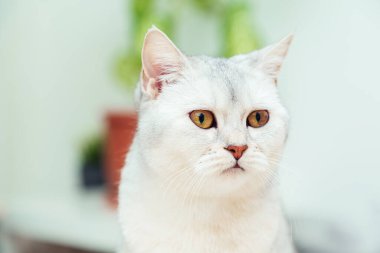 Kedi yatağın üzerinde yatıyor. İngiliz gümüşi kedisi bir evin içinde. 