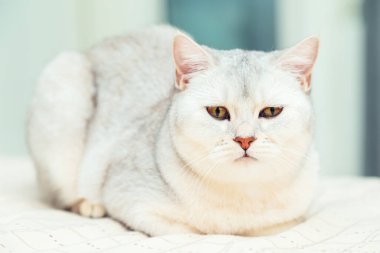 Kedi yatağın üzerinde yatıyor. İngiliz gümüşi kedisi bir evin içinde.