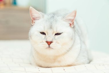 Kedi yatağın üzerinde yatıyor. İngiliz gümüşi kedisi bir evin içinde.