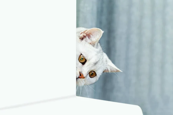 Británico Shorthaired Gato Curioso Asomándose Desde Detrás Fondo Blanco Copiar —  Fotos de Stock