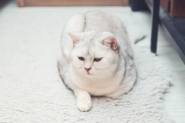 Ngiliz Gümüşi Kedisi Yerde Yatıyor Hayvan Hayatı — Stok fotoğraf