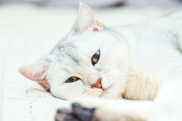 Kedi Yatağın Üzerinde Yatıyor Ngiliz Gümüşi Kedisi Bir Evin Içinde — Stok fotoğraf