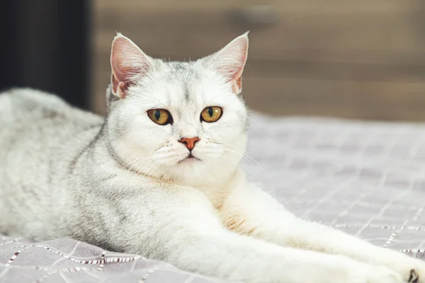 Ngiliz Gümüşi Kedisi Yatağın Üzerinde Yatıyor Evcil Hayvan Mekanda — Stok fotoğraf