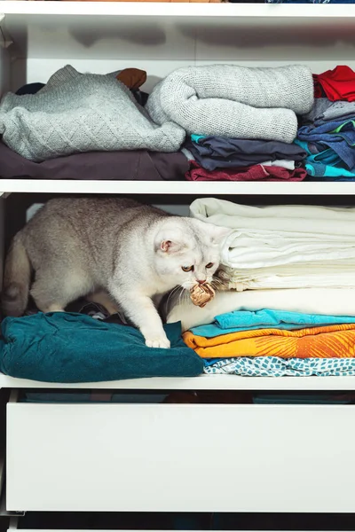 British silver cat is hiding in a closet. Unusual shelter, cat habits.