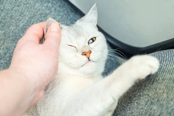女性の手は銀製の英国のショートヘアの猫をストロークし 作業椅子に寝ています ペットとの感動的な瞬間 — ストック写真