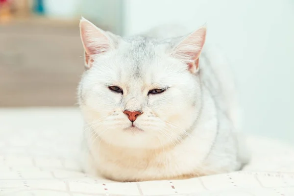 고양이는 침대에 내부에 영국짧은 고양이 — 스톡 사진