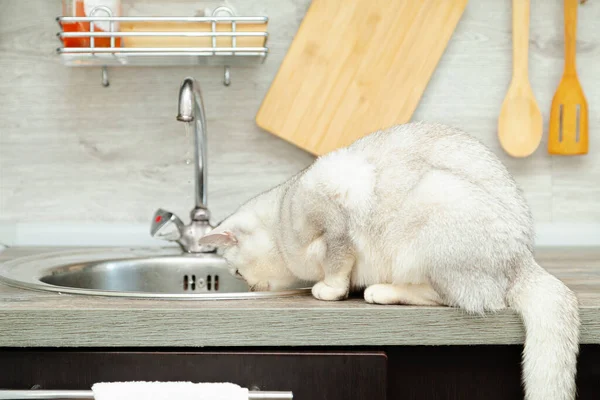 Nieuwsgierig Britse Stenografisch Kattenkop Zit Nabij Naar Keukenaanrecht Moderne Comfortabele — Stockfoto