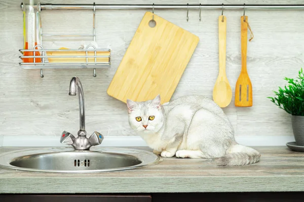 Nieuwsgierig Britse Stenografisch Kattenkop Zit Nabij Naar Keukenaanrecht Moderne Comfortabele — Stockfoto